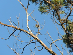 Camptostoma obsoletum