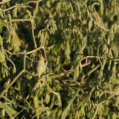 Asparagus declinatus