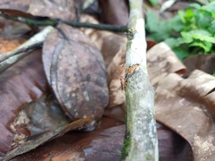 Neriidae