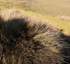 Anthochortus ecklonii