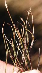 Anthochortus ecklonii