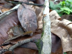 Neriidae