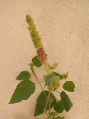 Malvastrum americanum