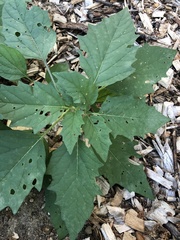 Physalis philadelphica