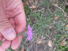 Centaurea borysthenica
