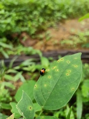 Chrysomelidae