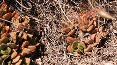 Anacampseros rufescens