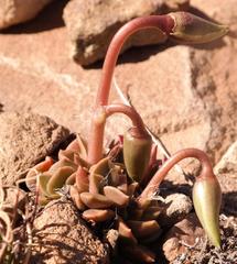 Anacampseros rufescens