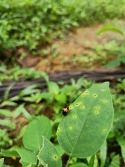 Chrysomelidae