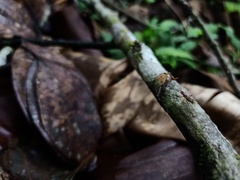 Neriidae