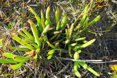 Carpobrotus muirii