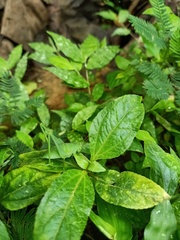Orthoptera
