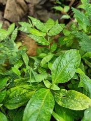 Orthoptera