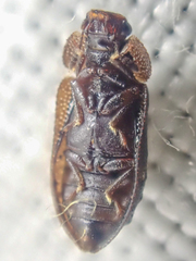 Peltastica tuberculata