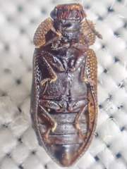 Peltastica tuberculata