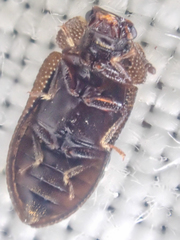 Peltastica tuberculata