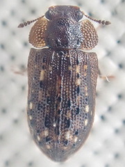 Peltastica tuberculata