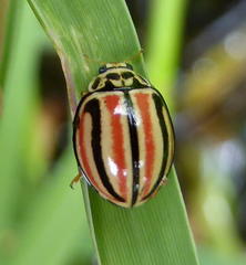 Declivitata hamata pygmaea