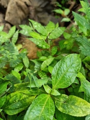 Orthoptera
