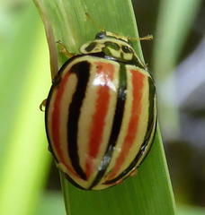 Declivitata hamata pygmaea