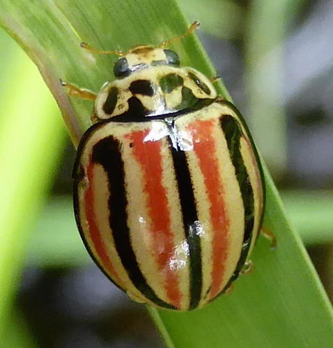 Humbug Lady Beetle (declivitata Hamata) · Inaturalist