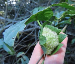 Dalechampia capensis