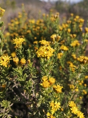Oedera genistifolia