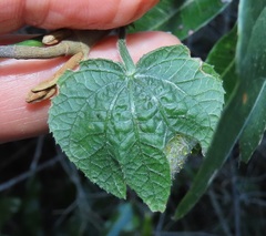 Dalechampia capensis