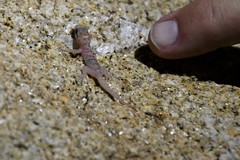 Phyllodactylus nocticolus