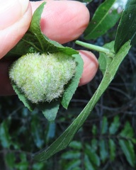 Dalechampia capensis