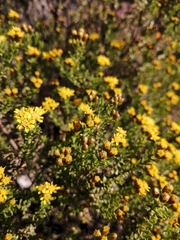 Oedera genistifolia