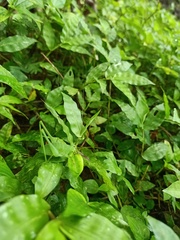 Orthoptera