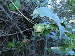 Dalechampia capensis