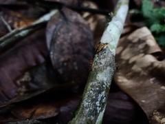 Neriidae