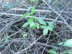 Dalechampia capensis