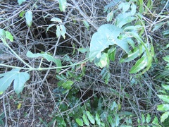 Dalechampia capensis