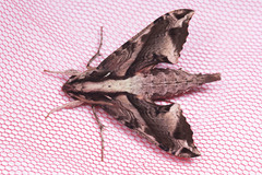 Eupanacra mydon