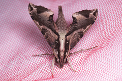 Eupanacra mydon