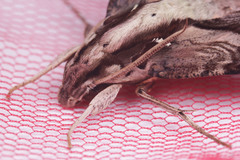Eupanacra mydon