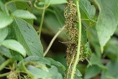 Dioscorea pentaphylla