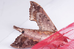 Eupanacra mydon