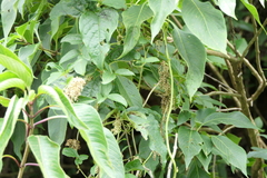 Dioscorea pentaphylla