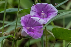 Argyreia capitiformis