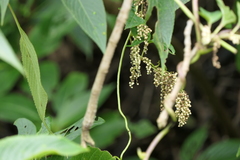 Dioscorea pentaphylla