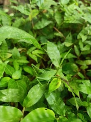 Orthoptera