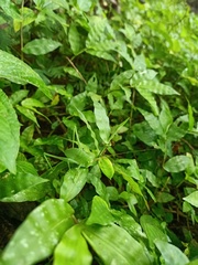 Orthoptera