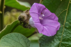 Argyreia capitiformis