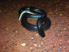 Atractaspis bibronii