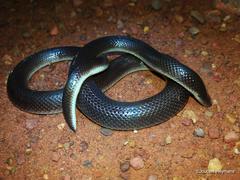 Atractaspis bibronii