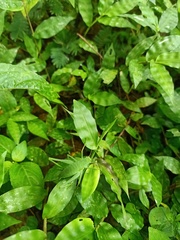 Orthoptera